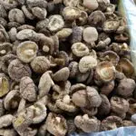 Cogumelo Shiitake na Churrasqueira
