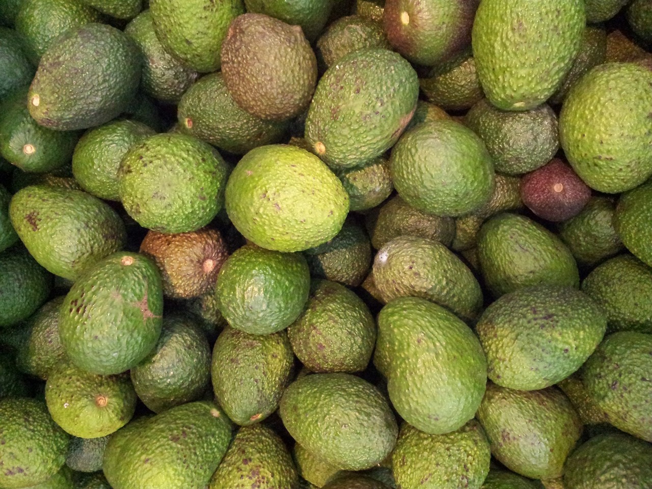 Abacate (avocado)