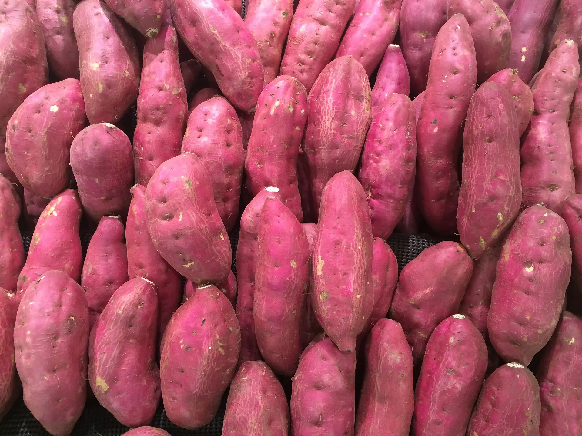 Benefícios da batata doce